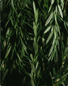Rosmarinus Officinalis (Rosemary) Leaf Oil