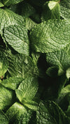 Mentha Piperita (Peppermint) Oil