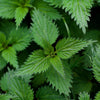 Urtica Dioica (Nettle) Leaf Extract