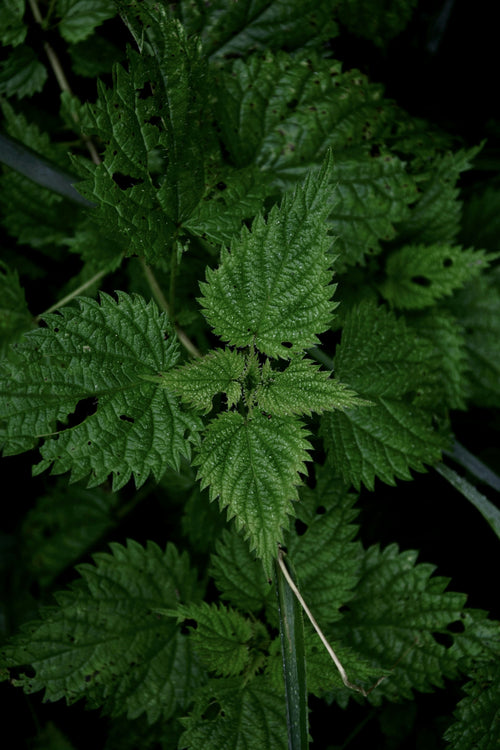 Nettle Leaf