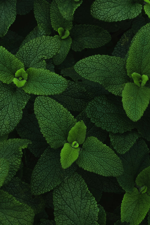 Peppermint Oil